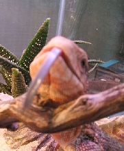 Tongue Out...