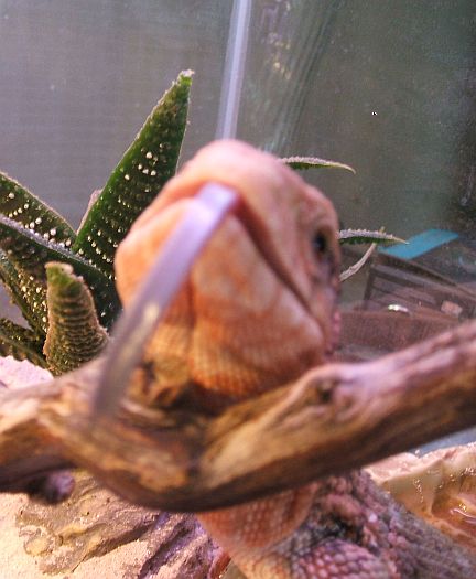 Tongue Out...