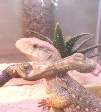 What A Model!