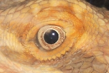 ....Bearded Dragon Eye......