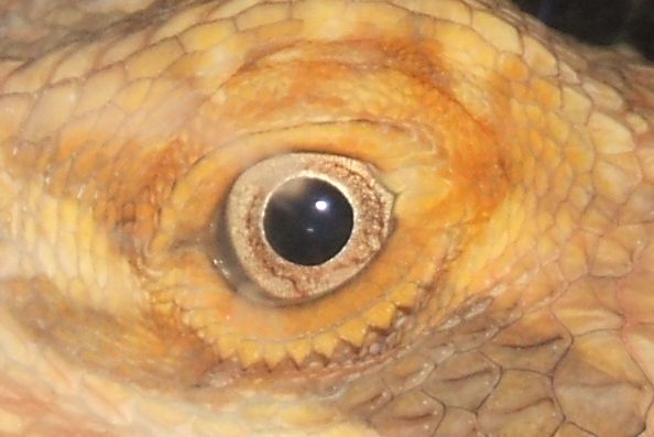 ....Bearded Dragon Eye......