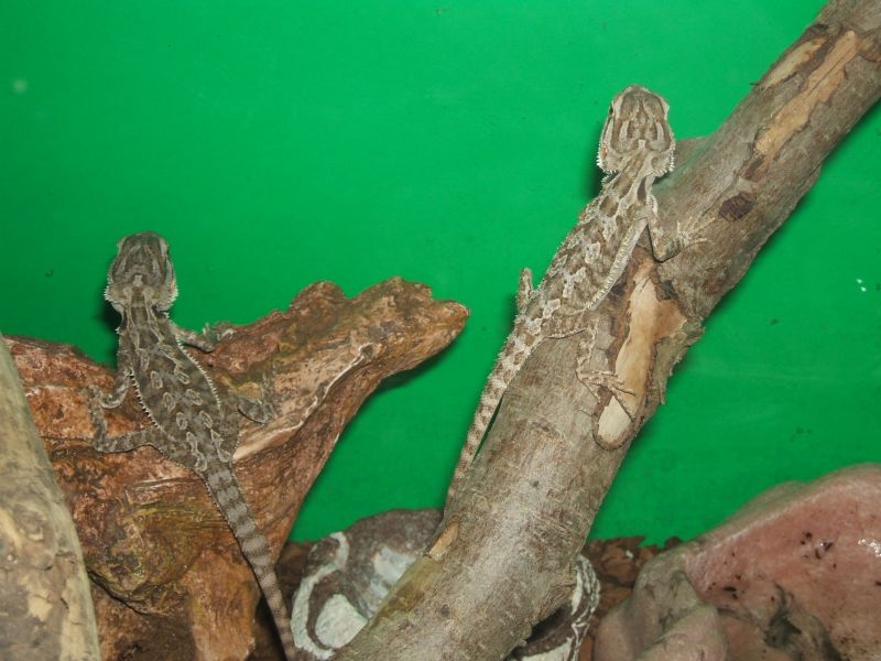 My Girlfriend's Beardies!.....