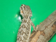 My Girlfriend's Beardie