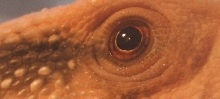 The Beautiful Eye...