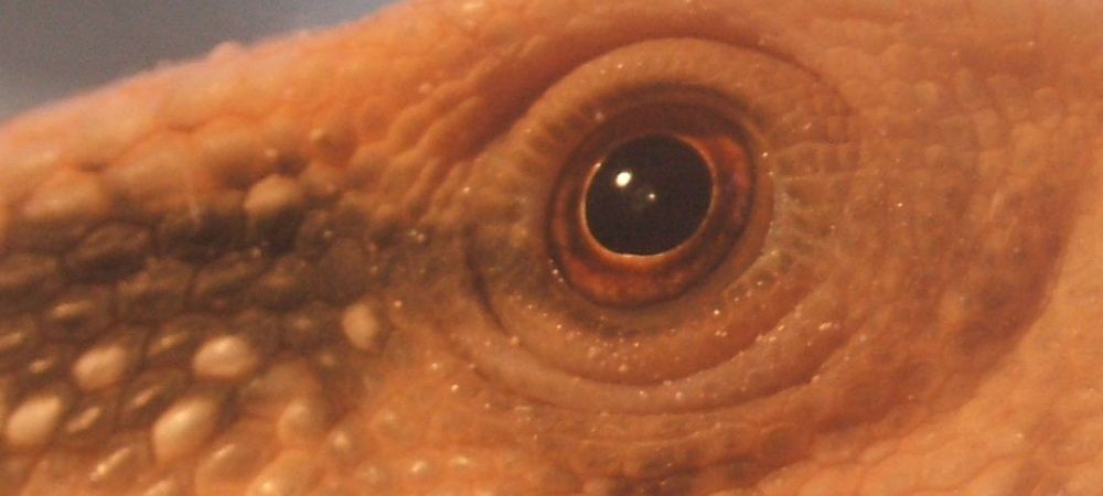The Beautiful Eye...