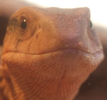 My Living Dinosaur...