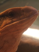 "The Beast".....Lil Scrappy.....