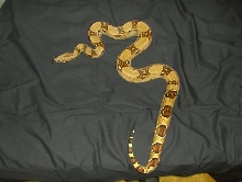 My Beautiful Girl