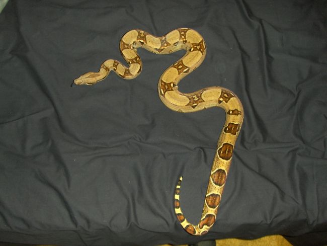 My Beautiful Girl