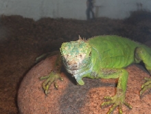 Blue Iguana