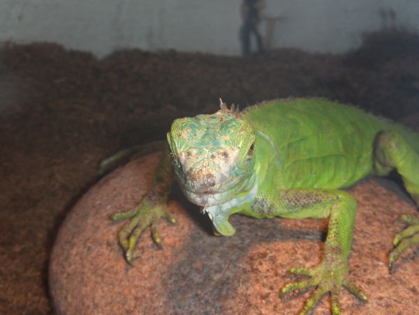Blue Iguana