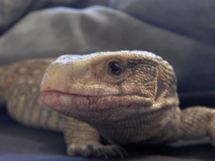 Lil Scrappy Gettin Big!