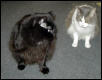 Mikki and Alexys