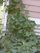 what kind of vine