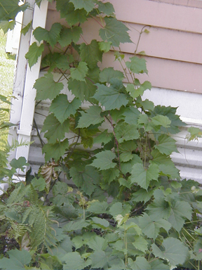 what kind of vine