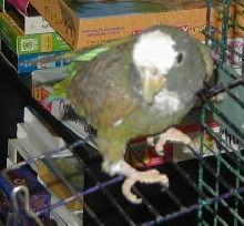 Oliver