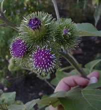 some type of thistle