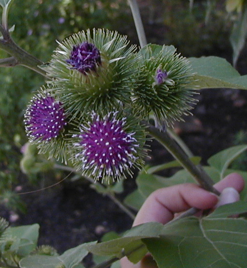 some type of thistle