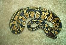 Het piebald female