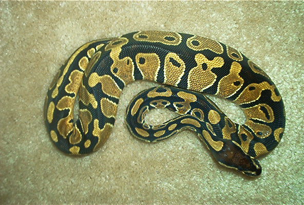 Het piebald female
