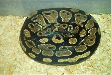 Het Piebald