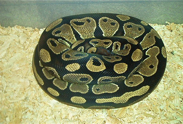 Het Piebald