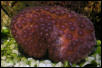 Saltwater - Austin Aquariums