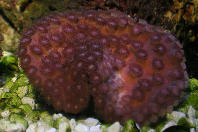Saltwater - Austin Aquariums