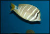 Saltwater Photos