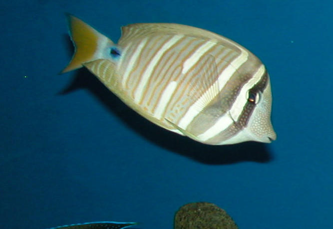 Saltwater Photos