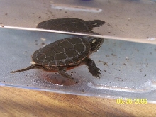 found turtle