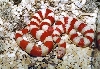 Nefertari - Albino Ruthven's Kingsnake