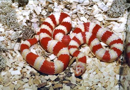 Nefertari - Albino Ruthven's Kingsnake
