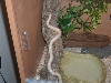 Jake  the Snake