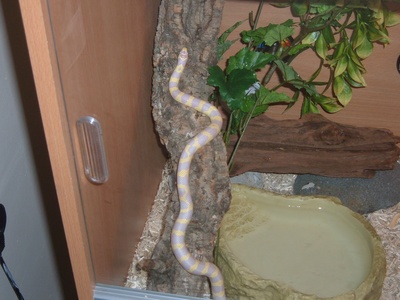 Jake  the Snake