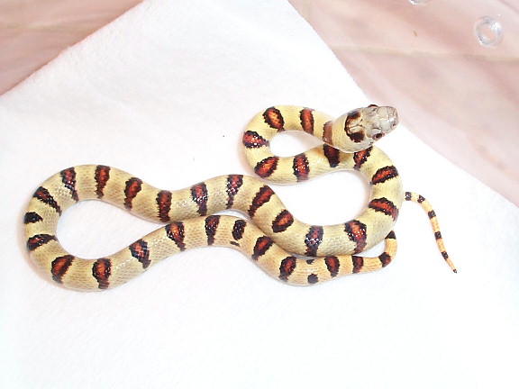 Nefertiti - New Female BabyThayeri