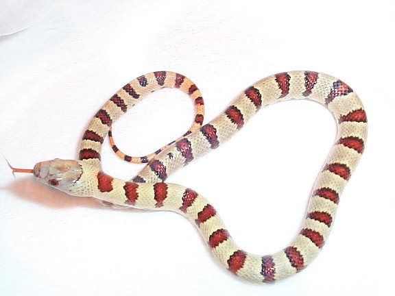 Sety I - Male BabyThayeri