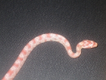 First baby hatched 7/23/2006