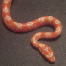 Baby hatched 7/24/2006