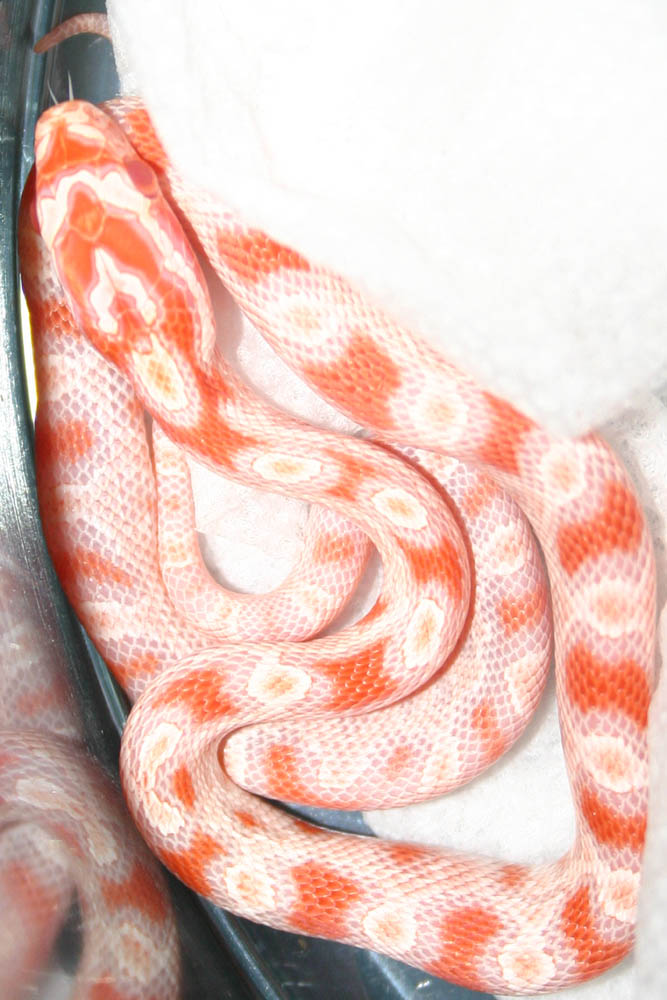 Another shot of a just shed hatchling