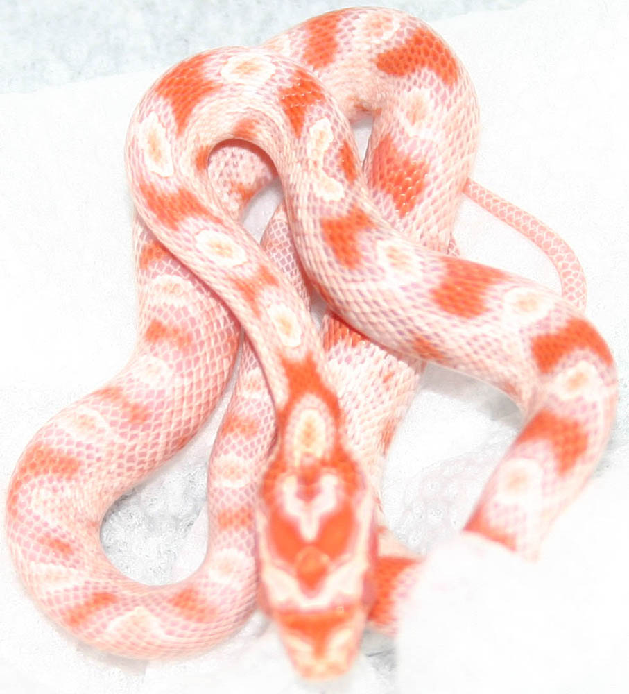 First snake to shed