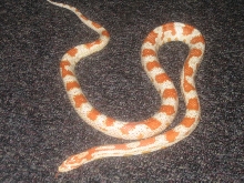 Noodle