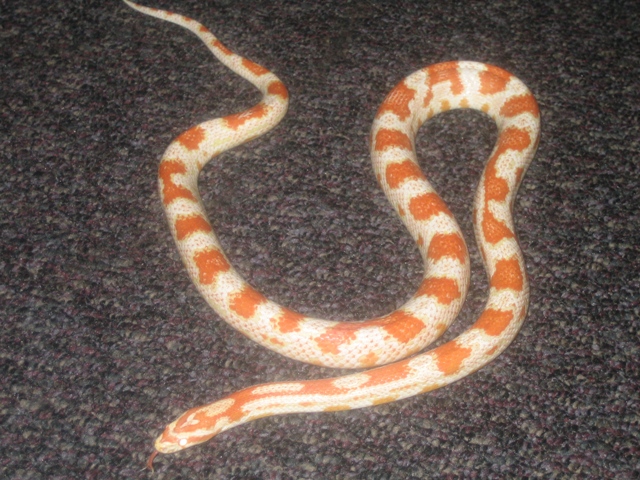 Noodle