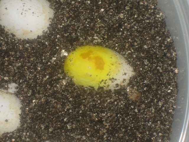 Neon Corn Egg