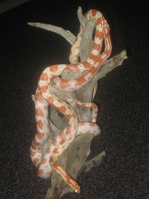Froggy and Noodle