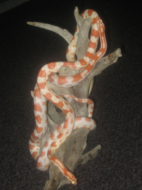Froggy and Noodle