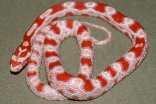Snake 1 Pic 1