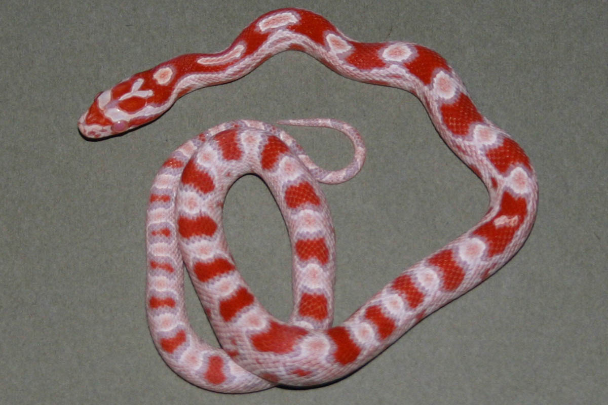 Snake 1 Pic 2