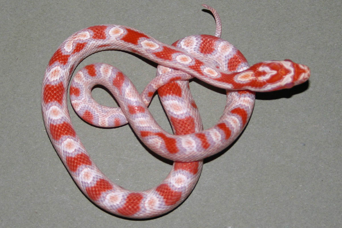 Snake 2 Pic 1
