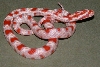 Snake 2 Pic 2